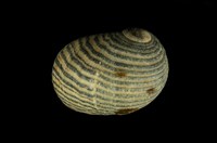 藏品(黑線蜑螺)的圖片